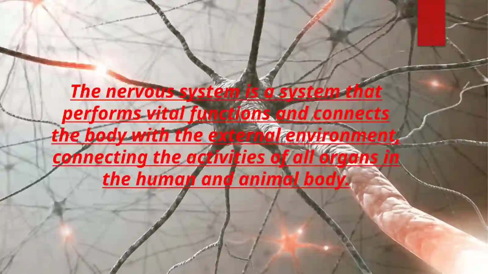Nervous system 2
