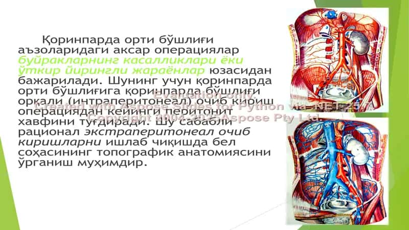Bel sohasining klinik anatomiyasi 2