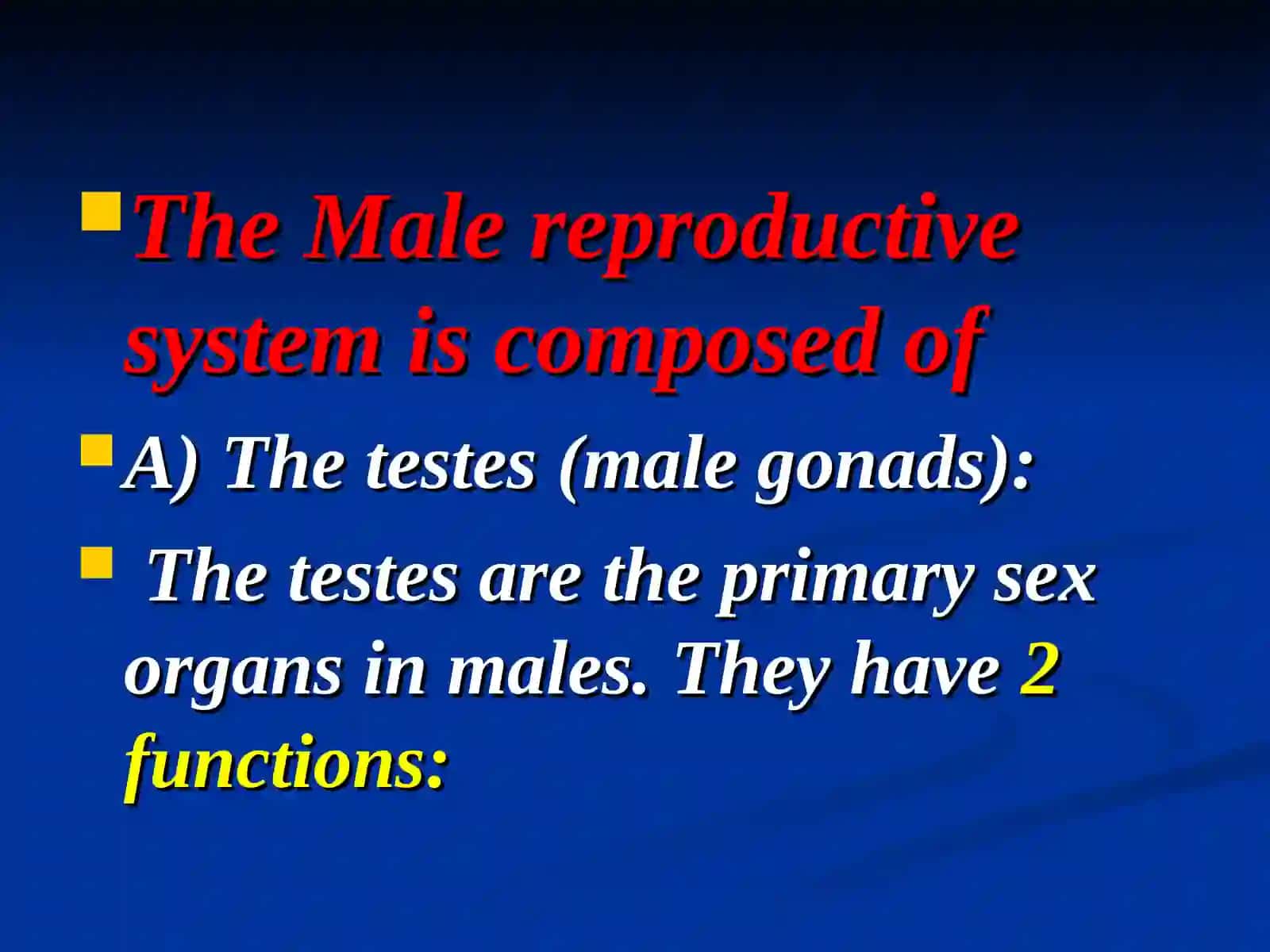 Male reproductive system 2