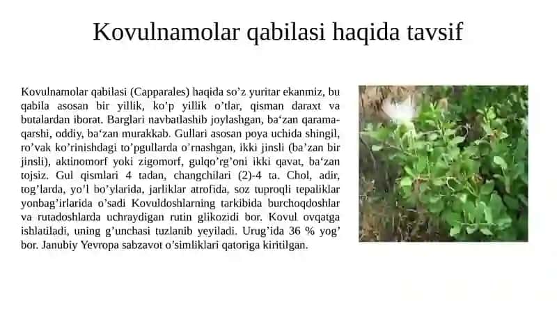 Capparaceae, Brassicaceaeva Malvaceae oilasi turkumiturlarining nomenklaturasini tahlil va oʻrganish qoidalari 2