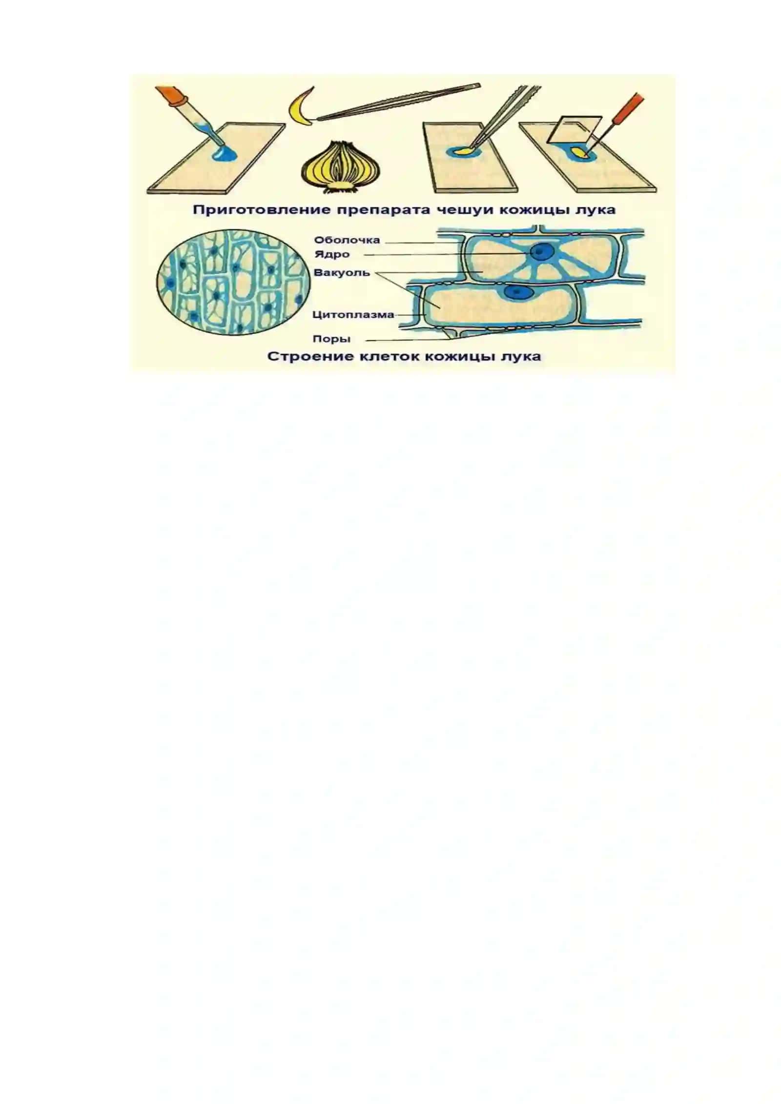 1-laboratoriya mashg’uloti 2