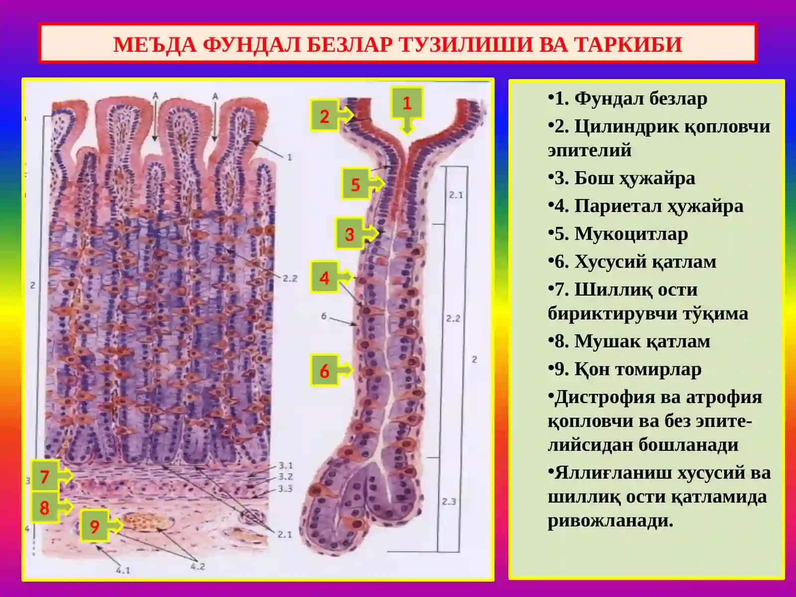 Меъда касалликлари 2