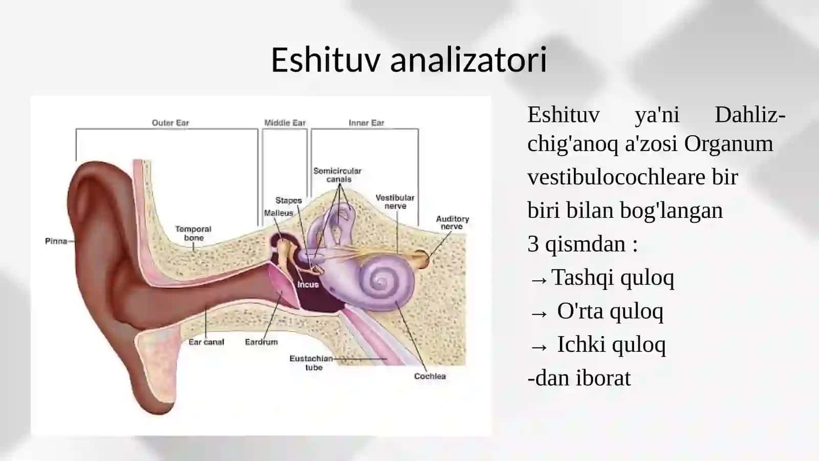 eshituv muvozanat ko’ruv analizatorlari 2