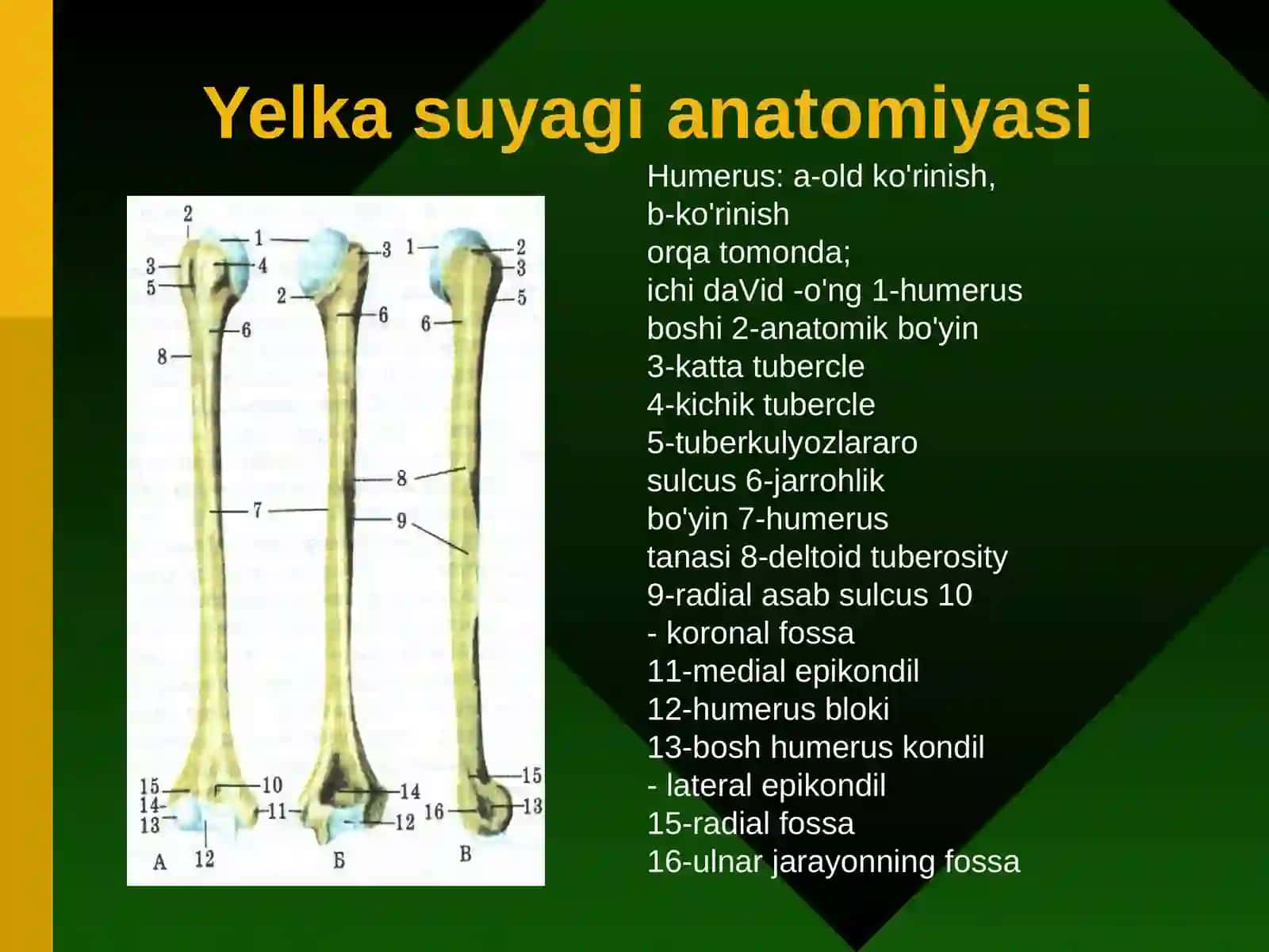 Suyaklarning sinishi - Taqdimot 2