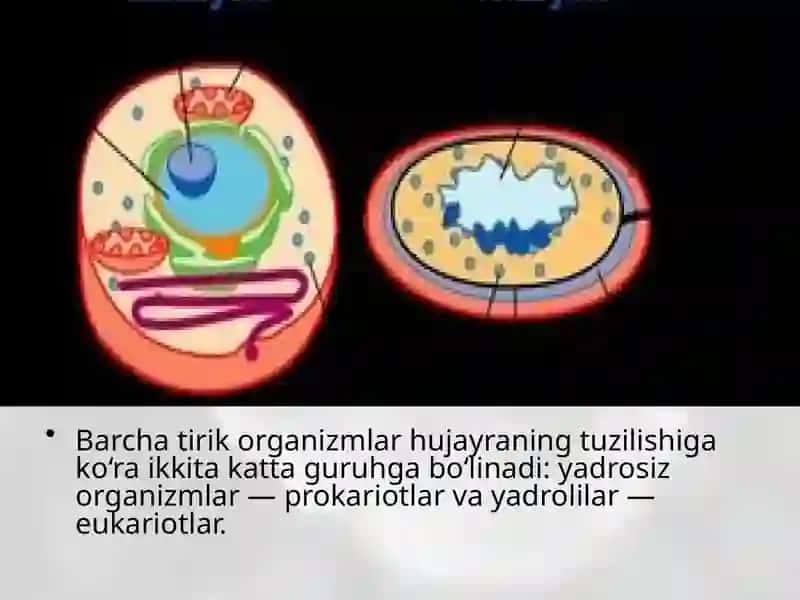 Prokariot hujayra 2