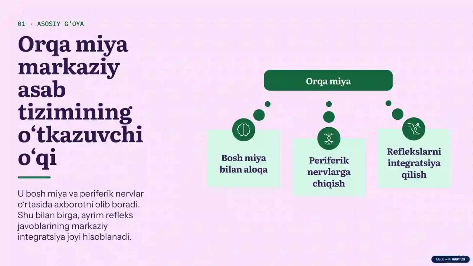 Orqa miya anatomiyasi 2