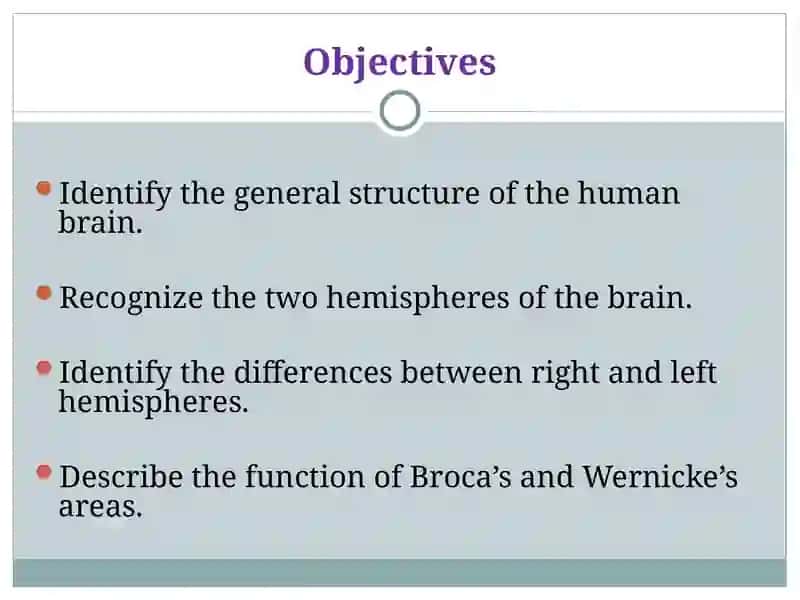 THE HUMAN BRAIN 2