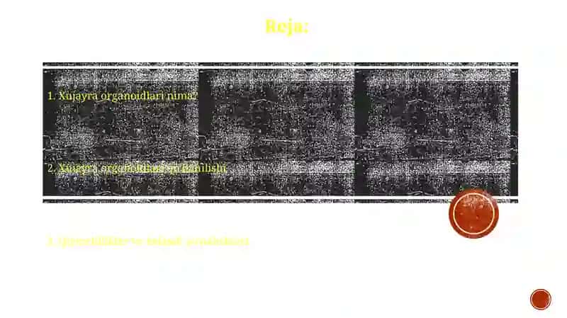 Hujayra organoidlari 2