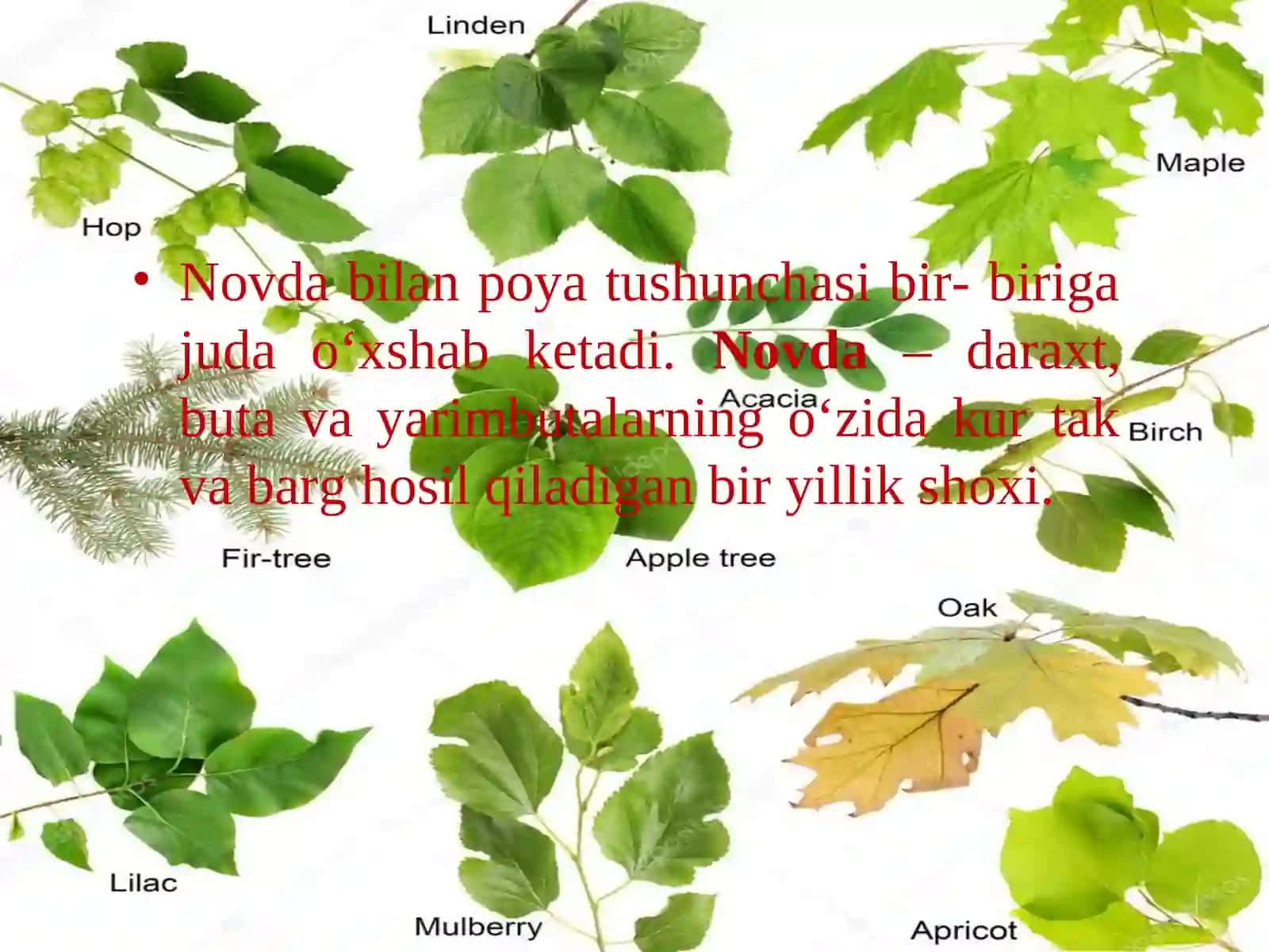 5-sinf Botanika Novda haqida 2