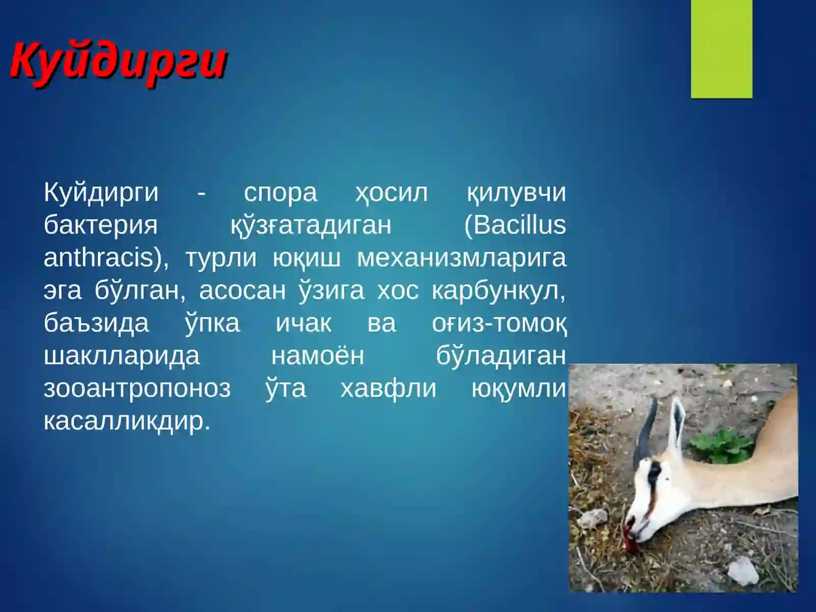KUYDIRGI KASALLIGI 2