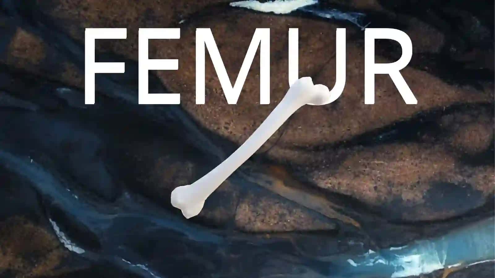 FEMUR 2