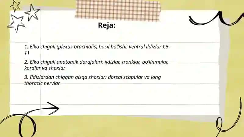 Elka chigali anatomiyasi 2