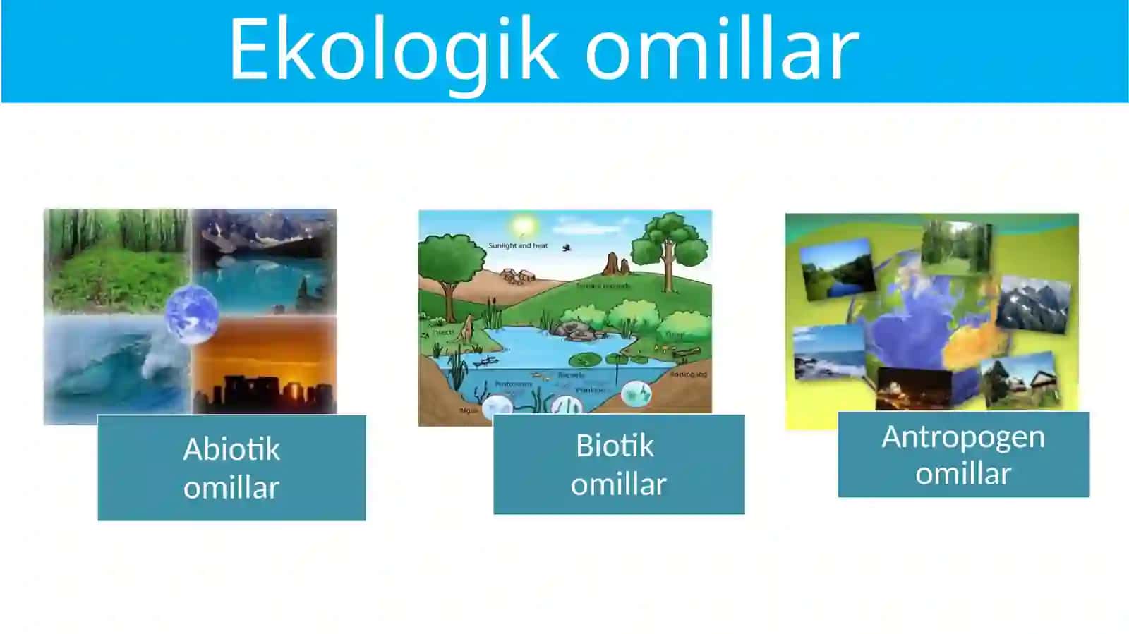 Ekologikomillar 2