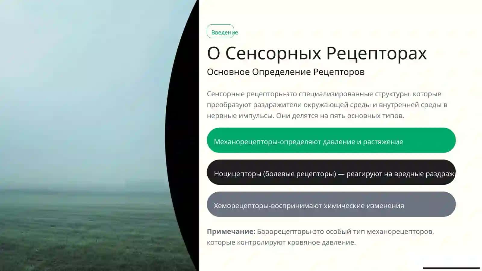 Рецепторы боли, баро - и геморецепторы 2