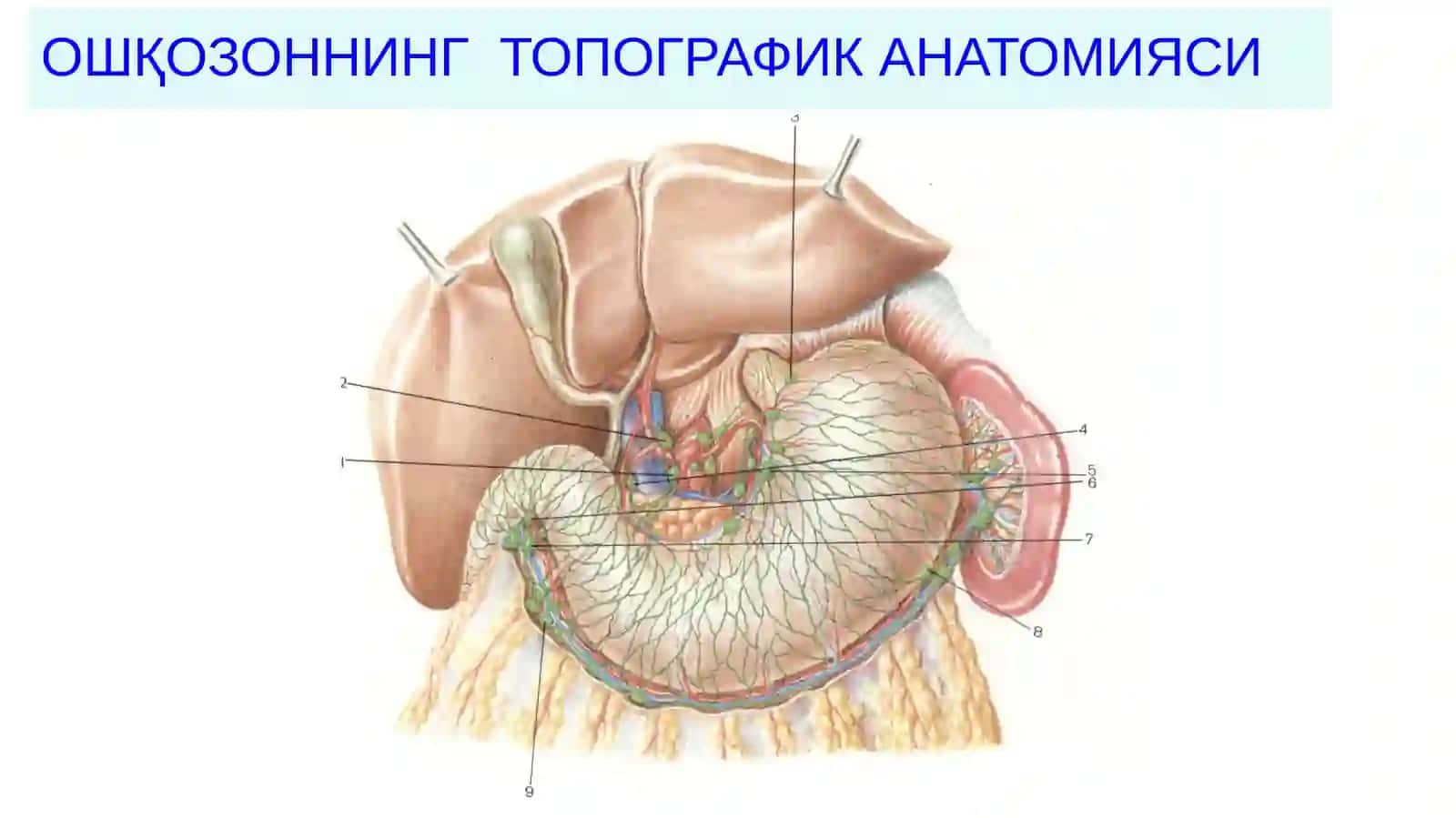 ОШҚОЗОН РАКИ 2