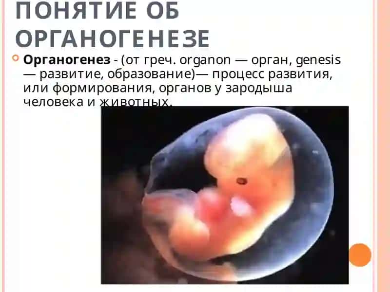 ОРГАНОГЕНЕЗ. ПРОИЗВОДНЫЕ ЭКТОДЕРМЫ 2