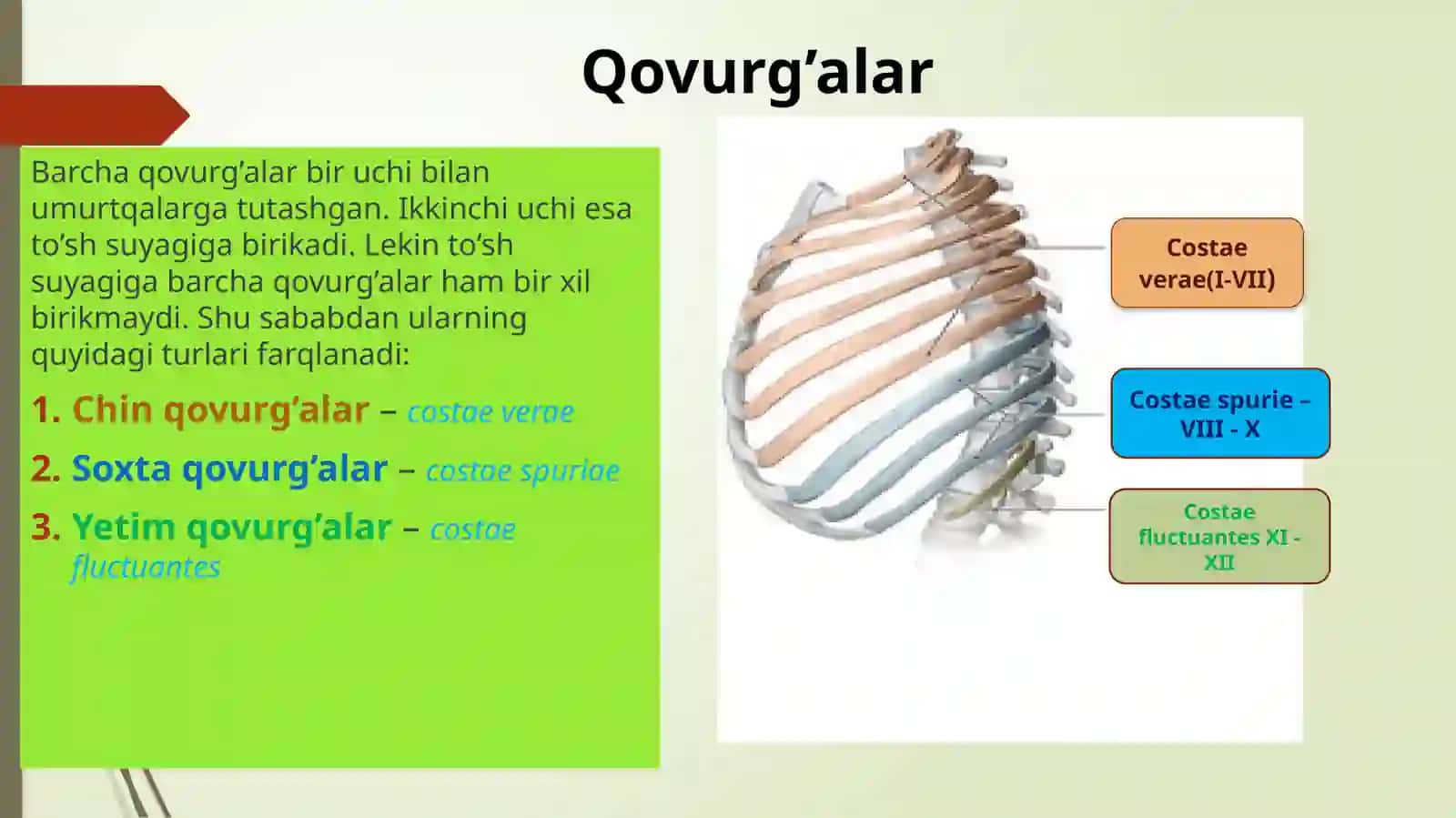 Qovurg’alar va to’sh suyagi 2