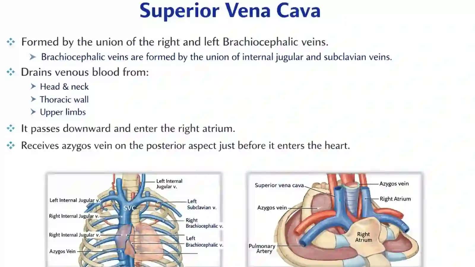 Anatomy of venous system 2