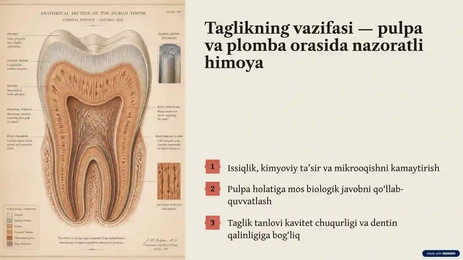 Terapevtik stomatologiya kursi 2