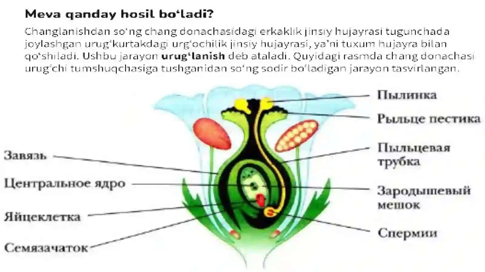 dars ishlanma 2