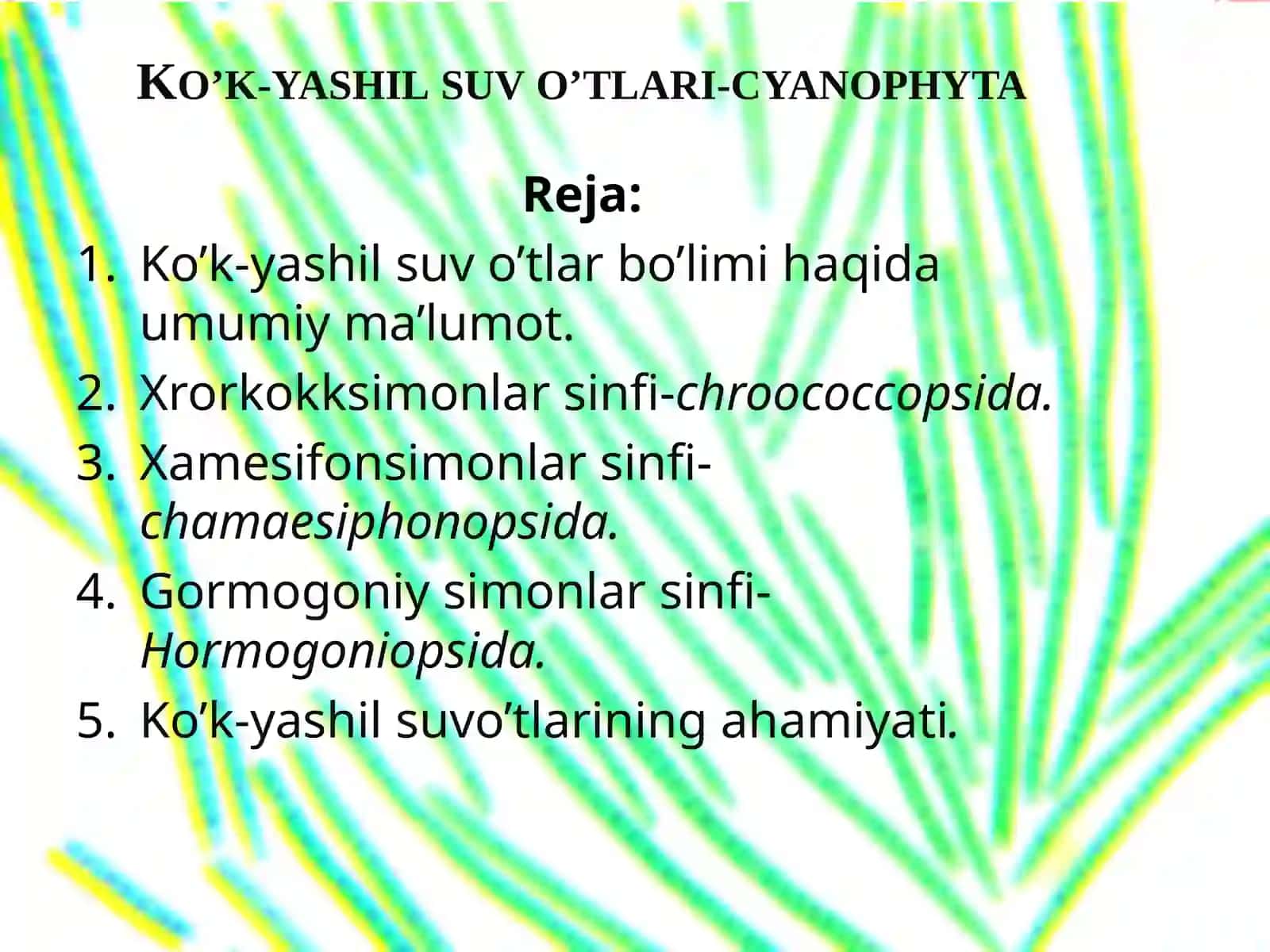 Ko’k-yashil suv  o’tlar 2
