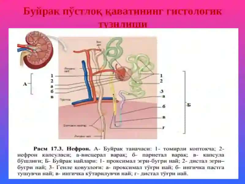 Буйрак Касалликлари 2