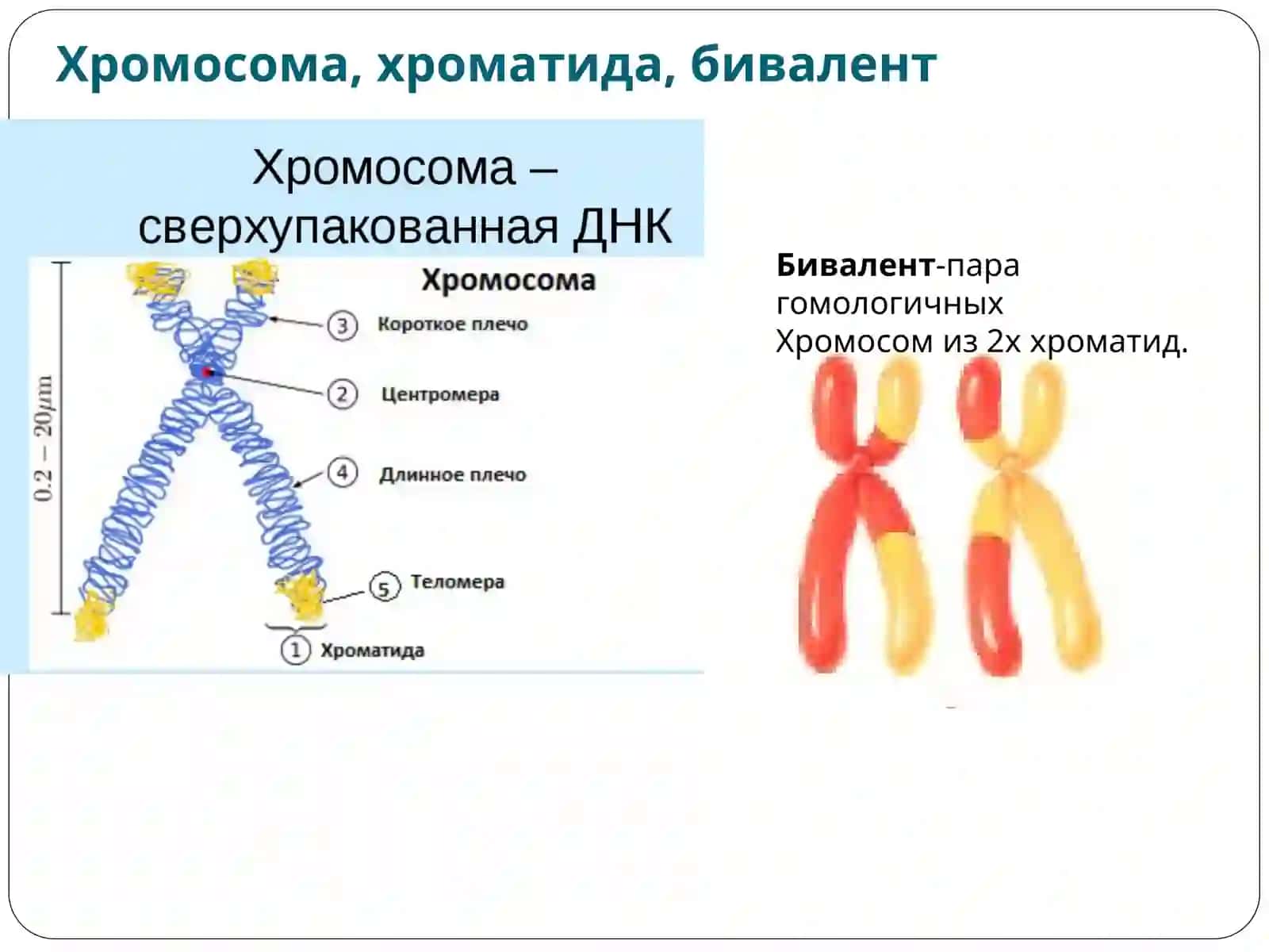 Митоз и мейоз 2