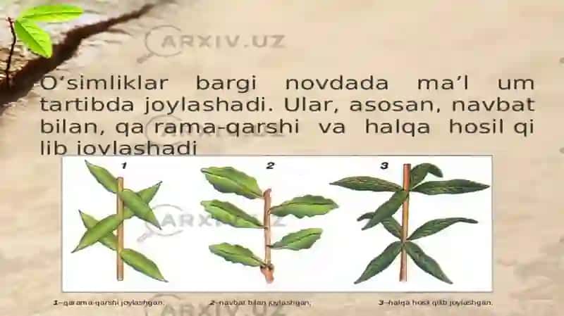 Novdada barglarning joylashuvi 2