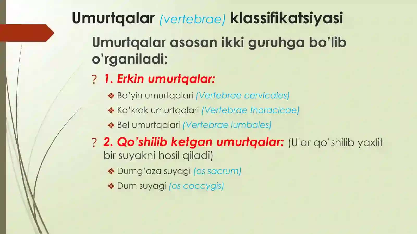UMURTQALAR ANATOMIYASI 2