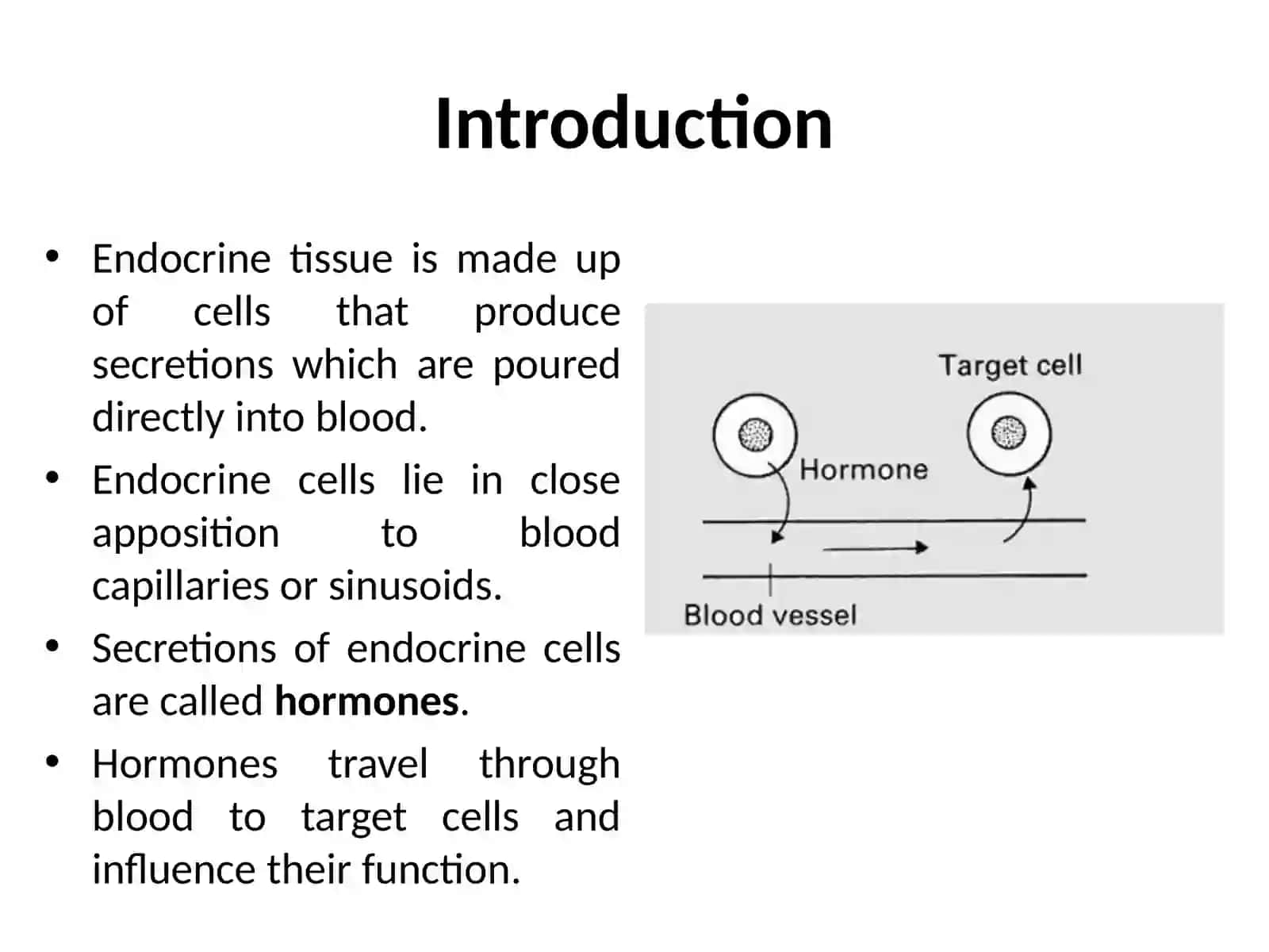 Endocrine glands histology 2