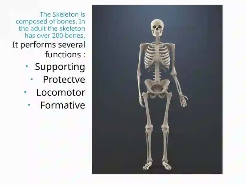 Skeleton 2