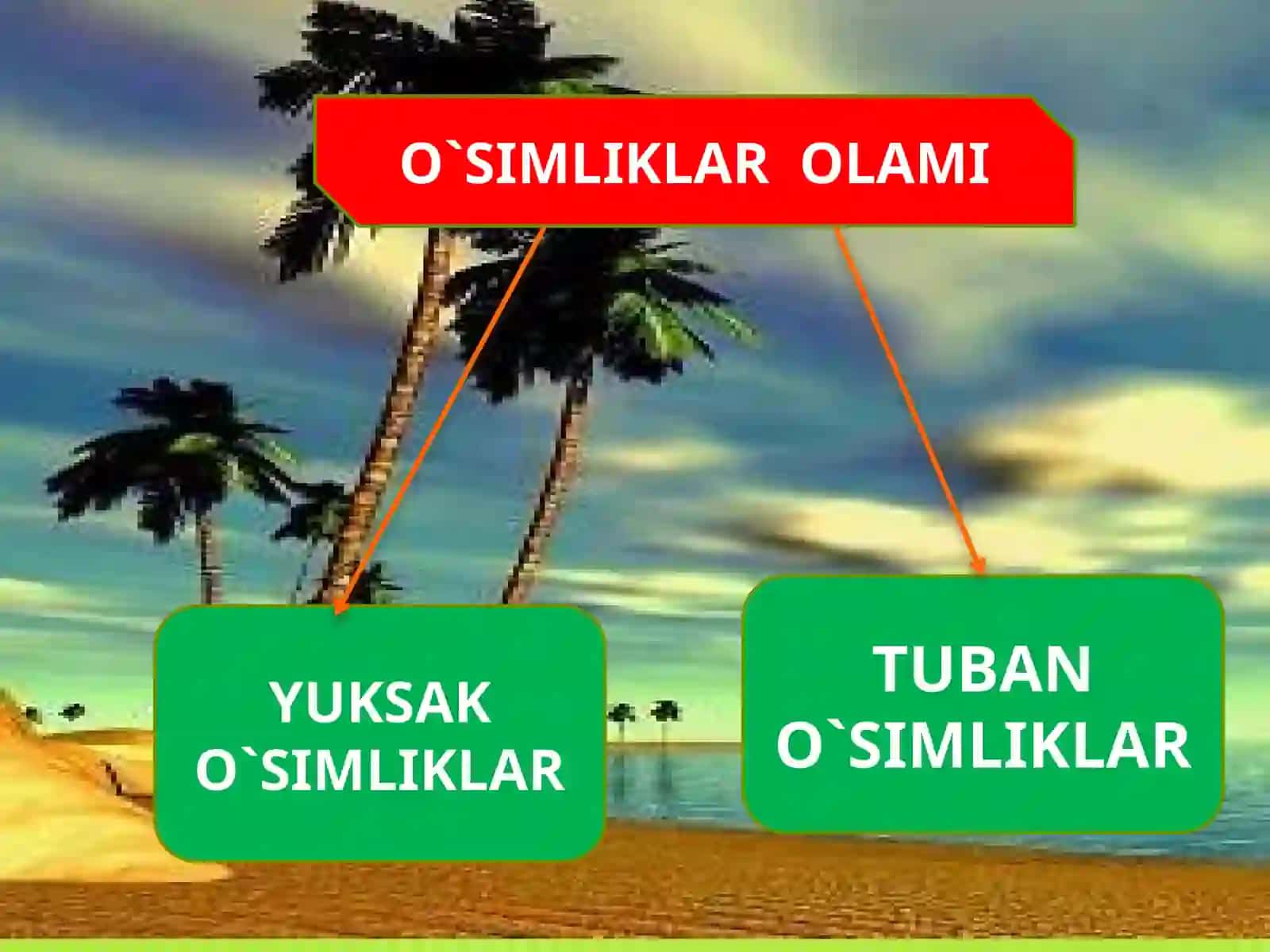 Tuban o'simliklar 2