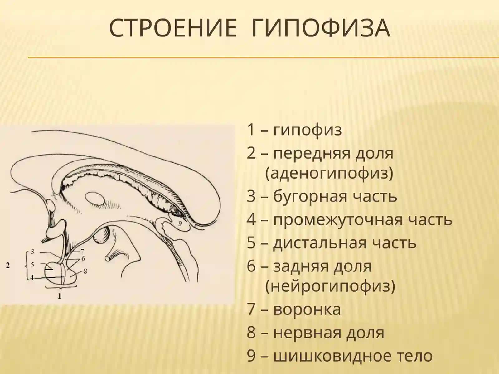 Гипофиз 2