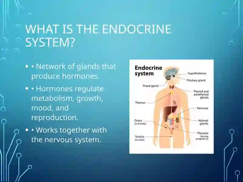 Endocrine System 2