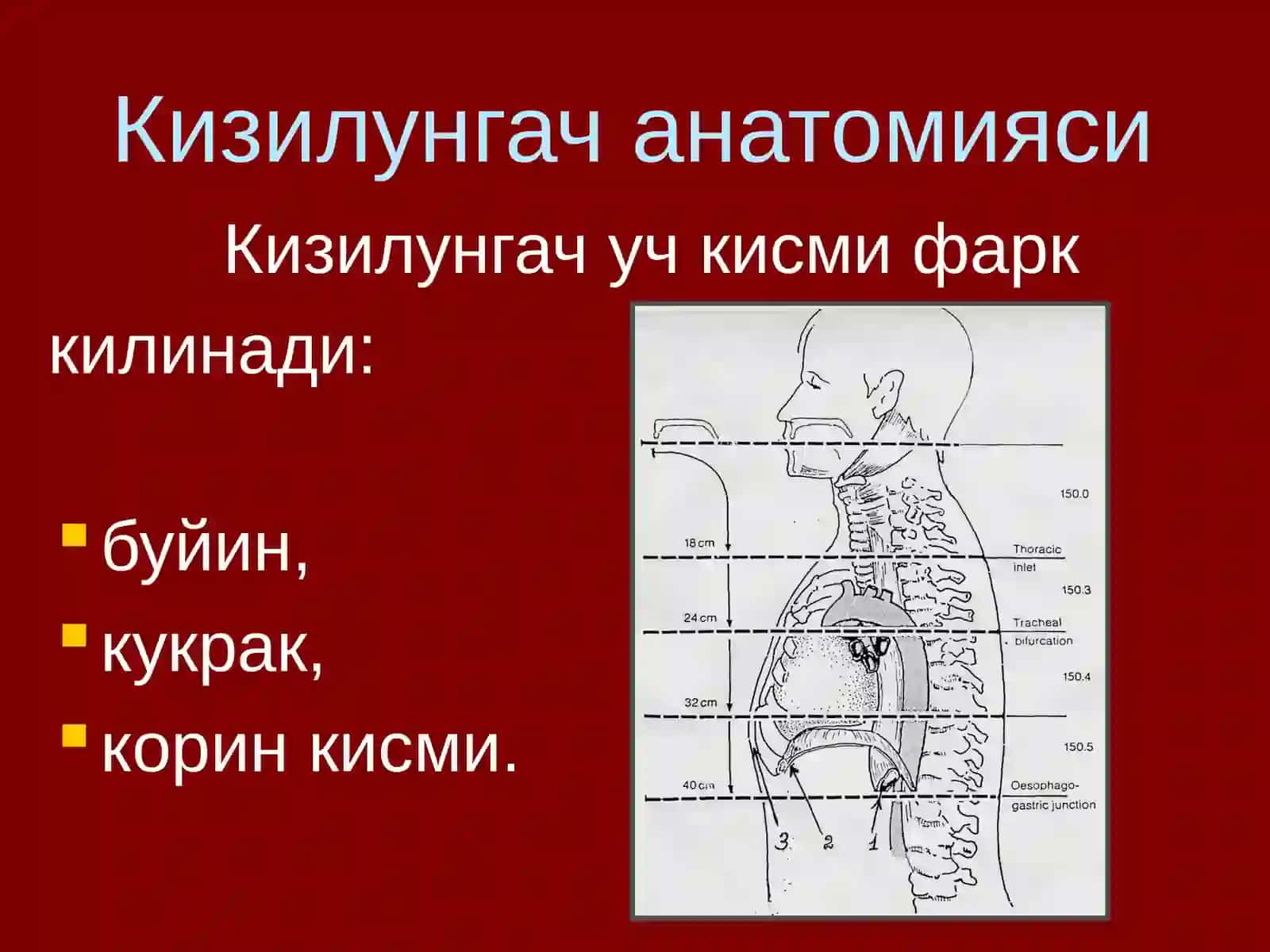Кизилунгач саратони 2