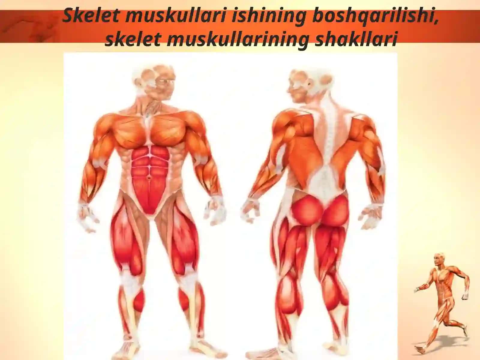 7- §.Muskullar 2