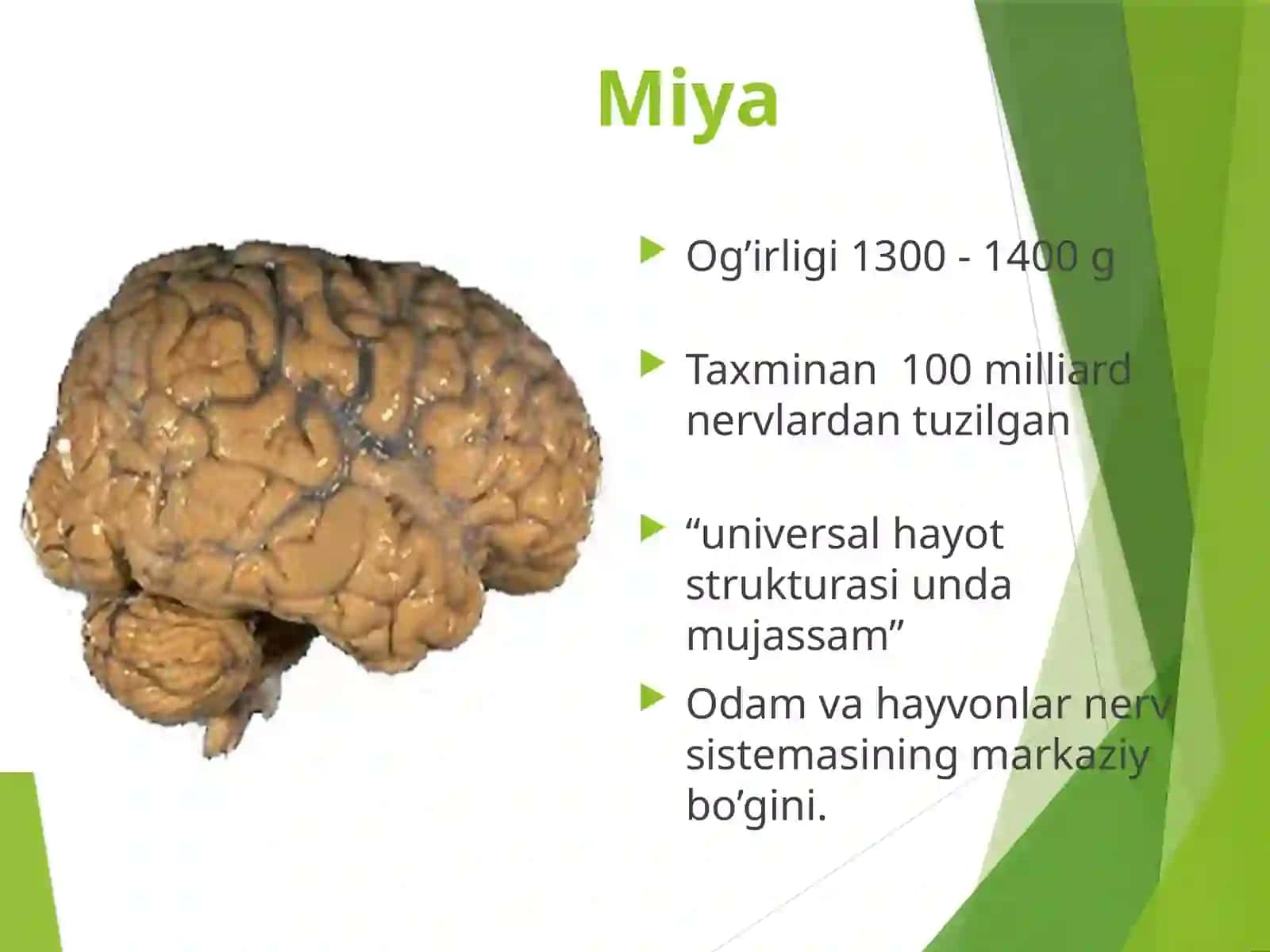 Bosh miya va uning tuzilishi 2