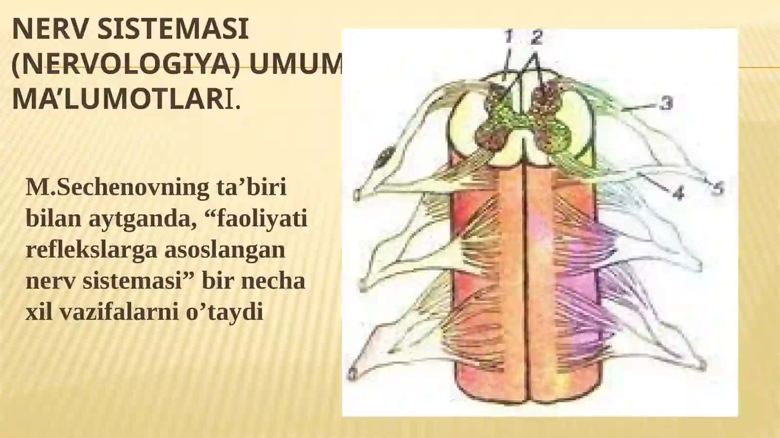 Asab tizimi-nevrologiya 2