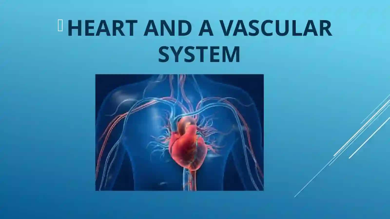 HEART AND A VASCULAR SYSTEM 2