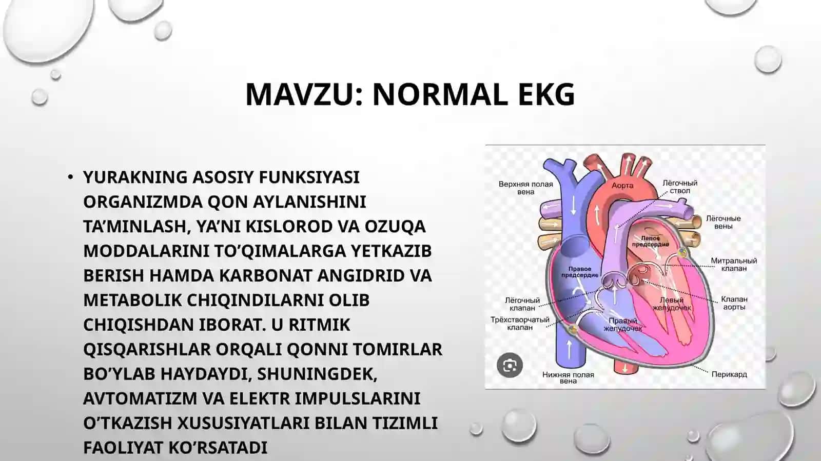 NORMAL EKG 2