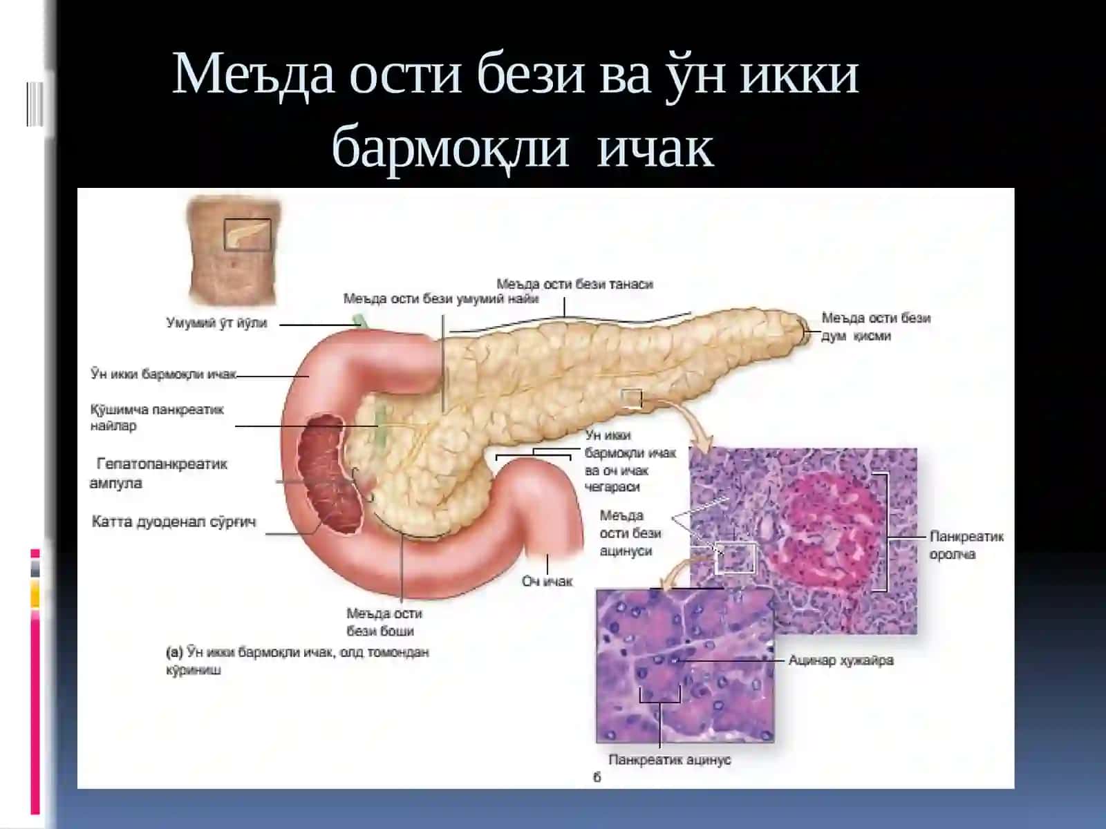 Меъда ости бези 2