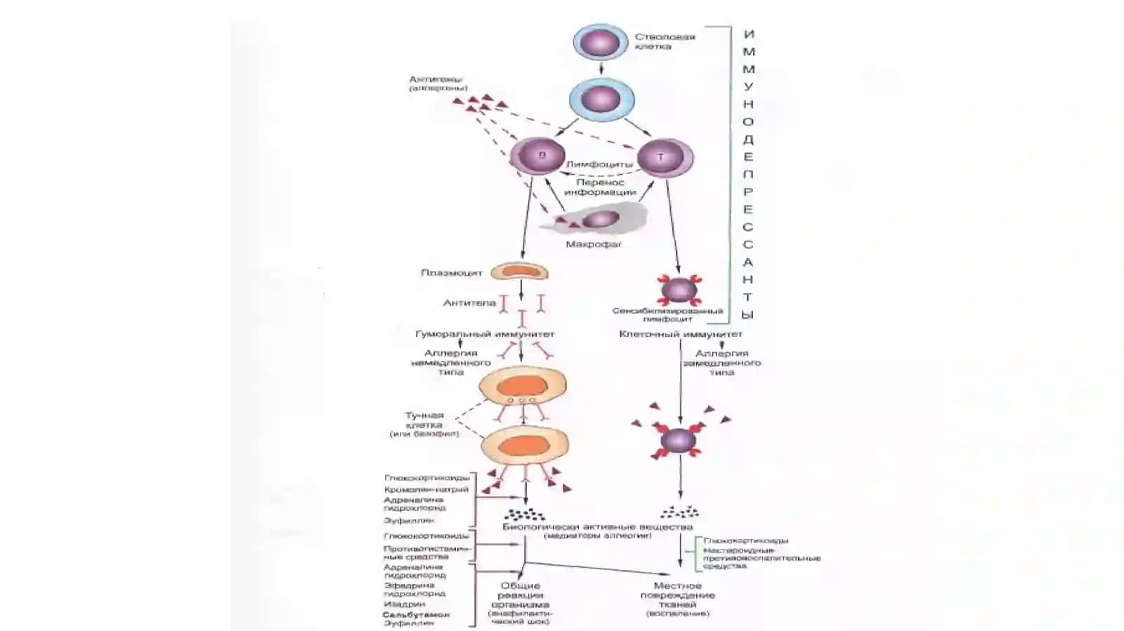 Allergalogiyada farmakoterapiya 2