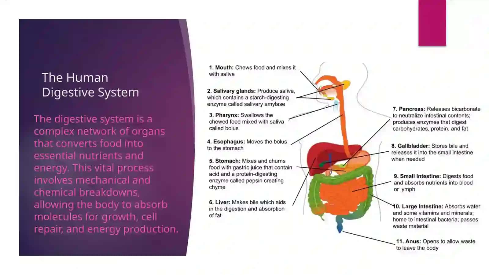 The Human Digestive System 2