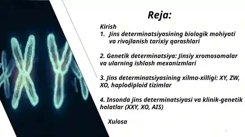Jins tiplarining determinatsiyasi 2