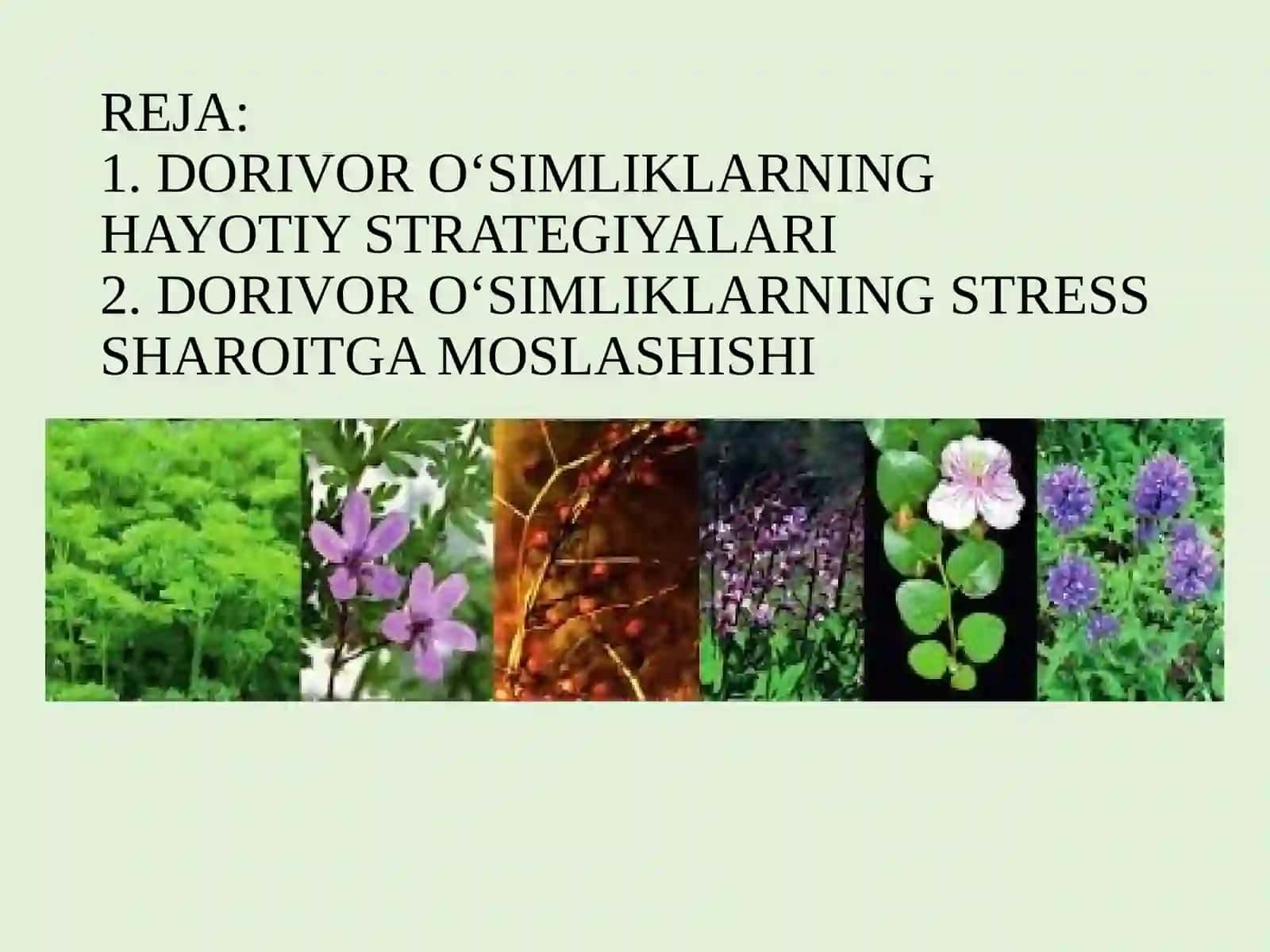 Dorivor O‘simliklarning Hayotiy Strategiyalari Va Stress Sharoitga Moslashishi 2