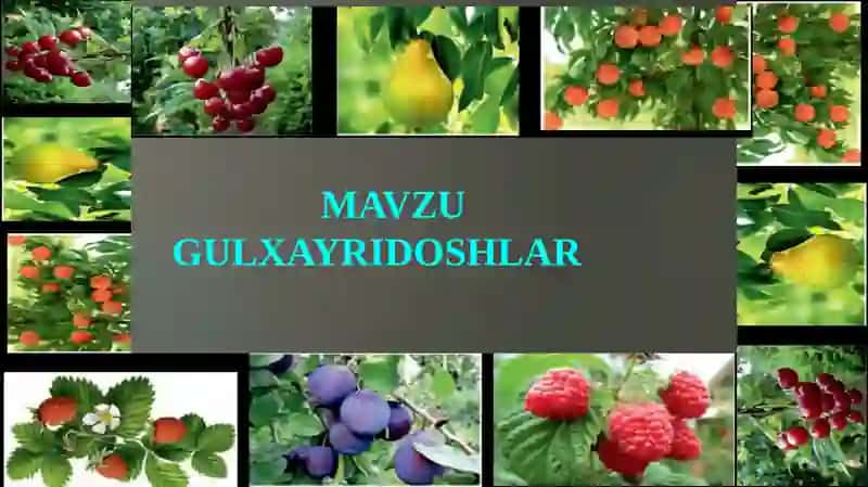 GULXAYRIDOSHLAR 2