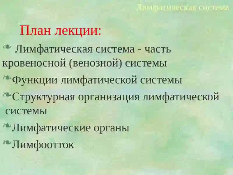 Лимфатическая система 2