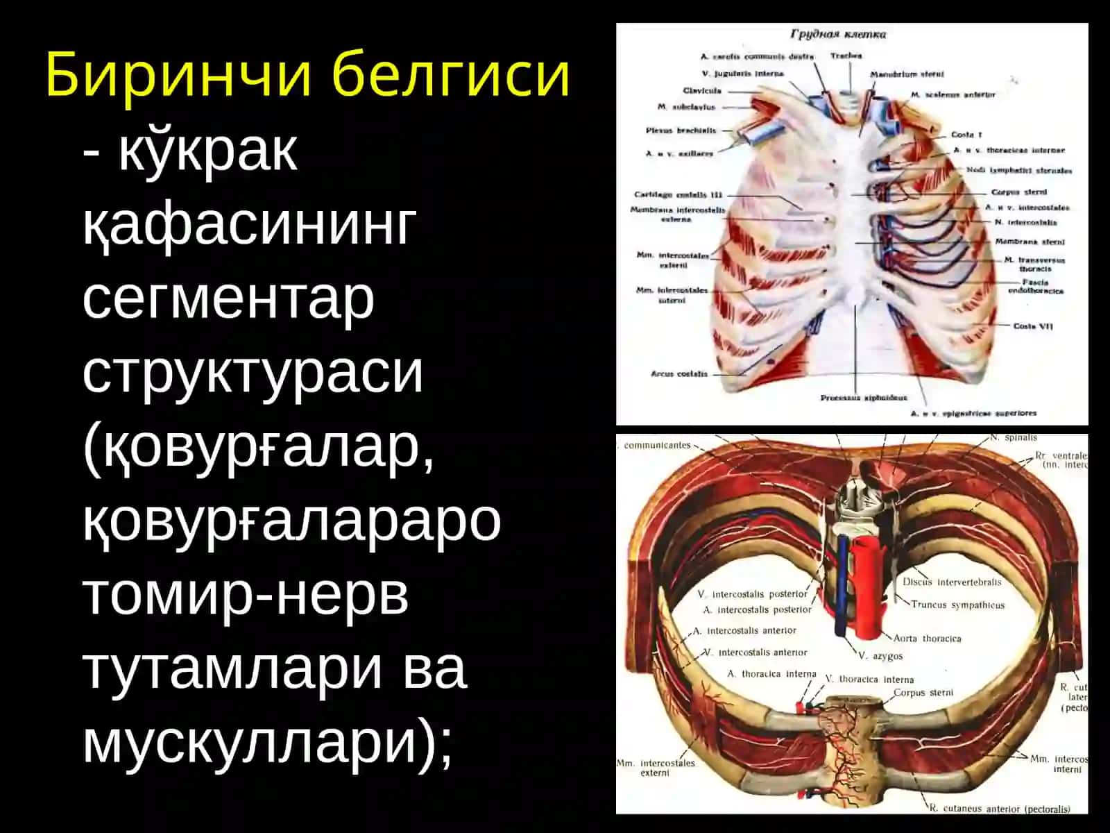 KO'KRAK QAFASI TOPOGRAFIK ANATOMIYASI 2