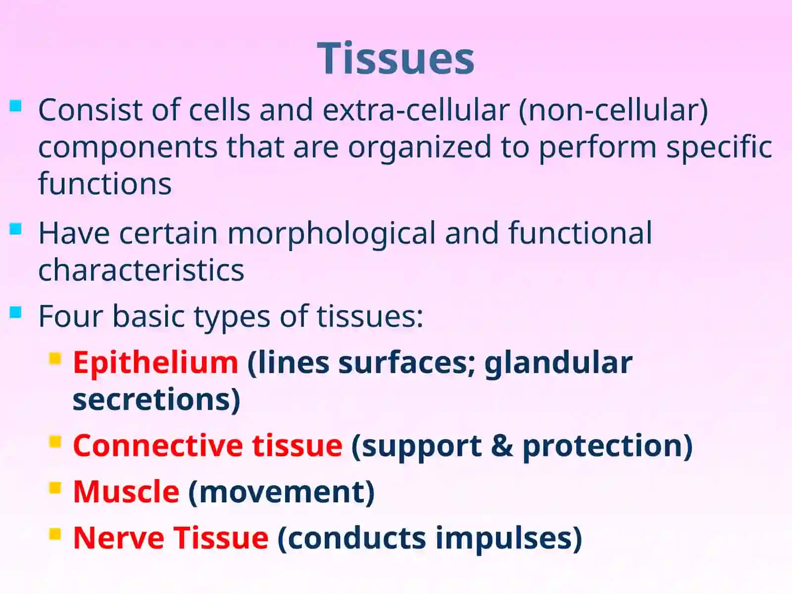 EPITHELIUM 2