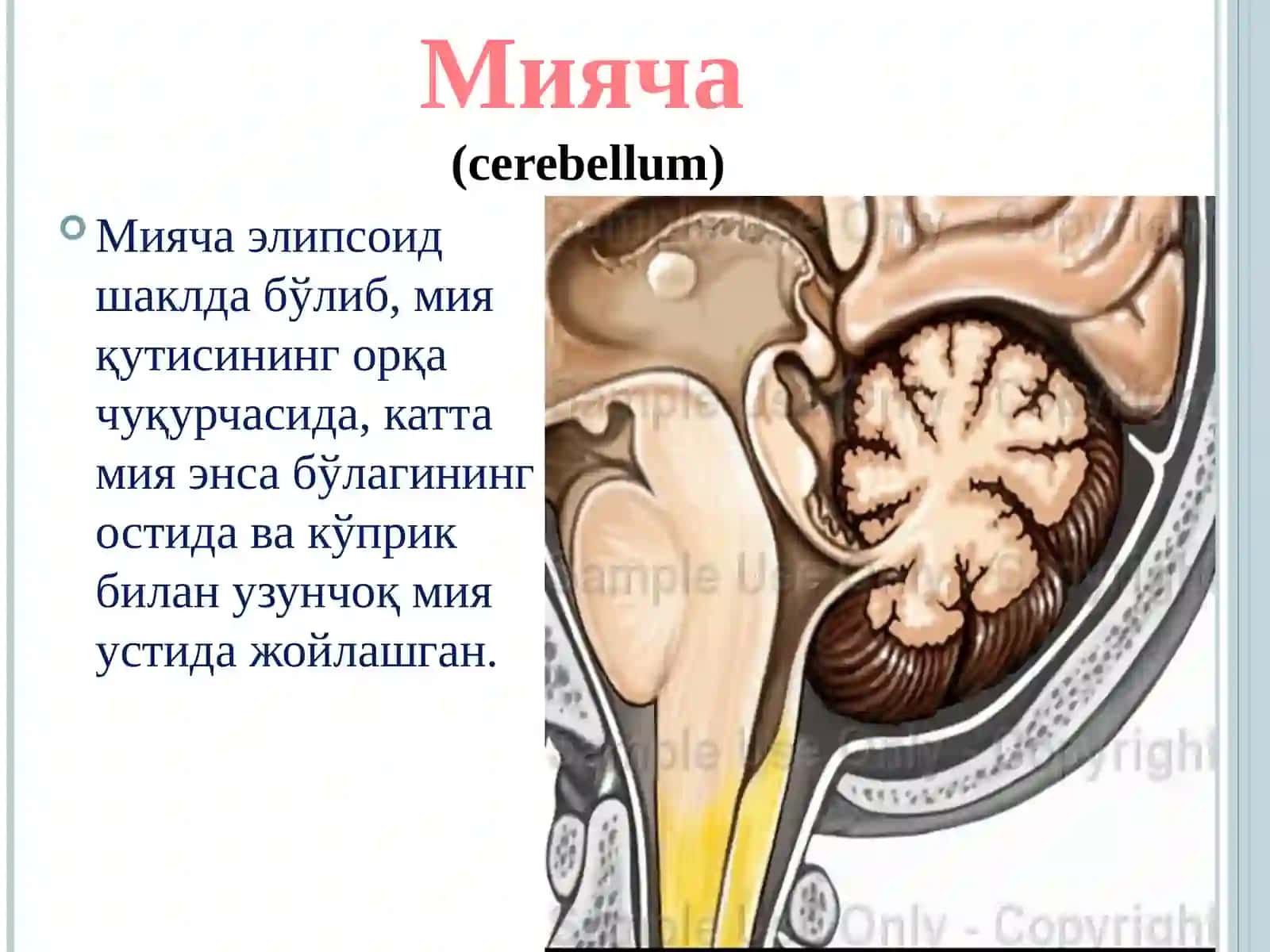 Мияча 2
